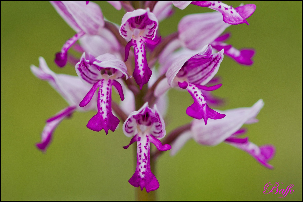 Orchis militaris / Orchidea militare